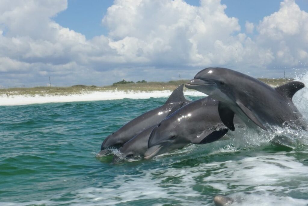 dolphins playing in the Gulf of Mexico