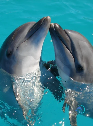 dolphin-tours-destin