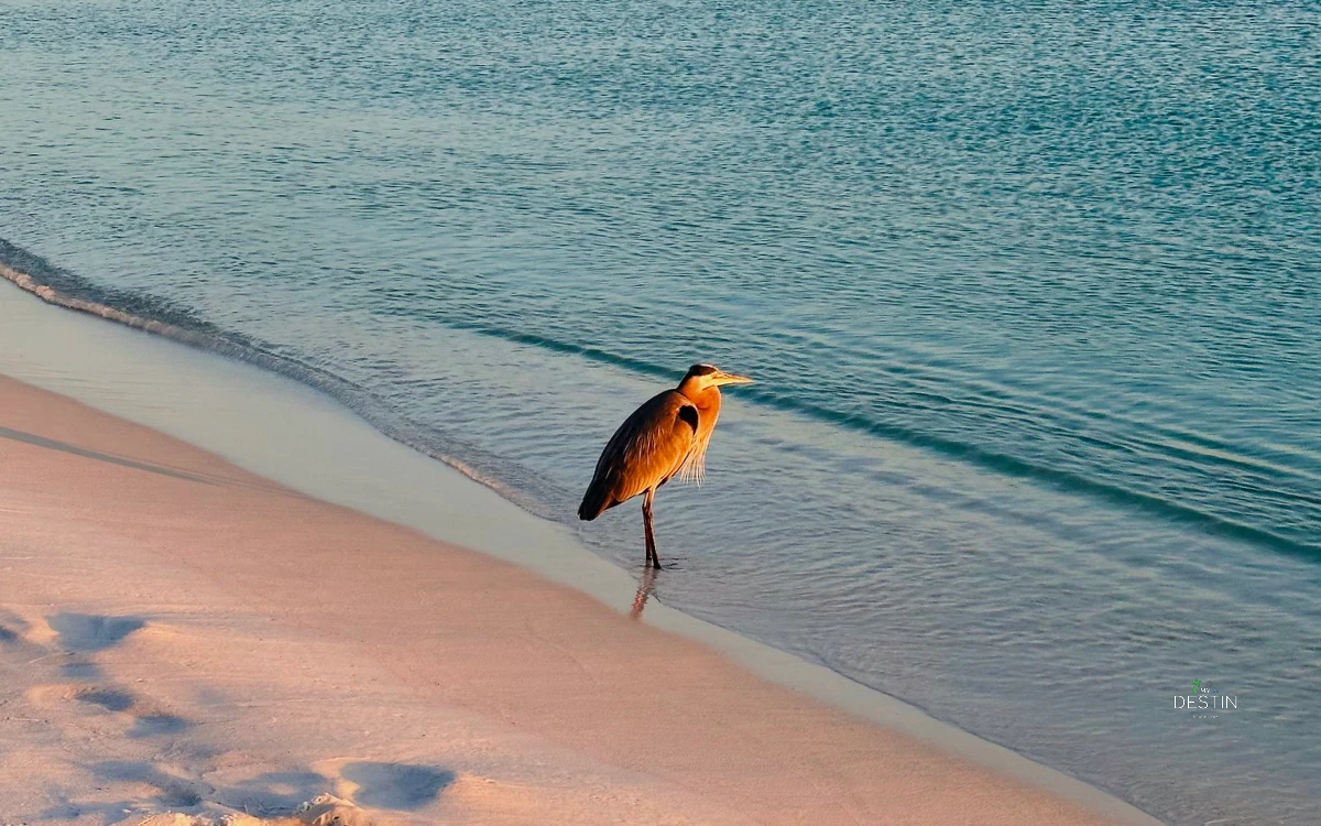 Bird sitting on Princess-Beach Destin, Florida